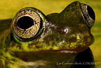 ECA0187 Charadrahyla taeniopus.jpg