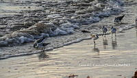 LCF 0481 Calidris alba.jpg