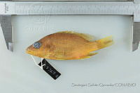 SGQ1430 Lutjanus novemfasciatus.jpg