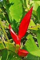 CD0191 Heliconia sp..jpg