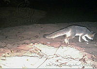 JFCM0039 Urocyon cinereoargenteus.jpg