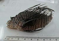 HE009 P 1559 Pez león asiático.JPG