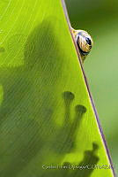 CFO15 Hylidae.JPG