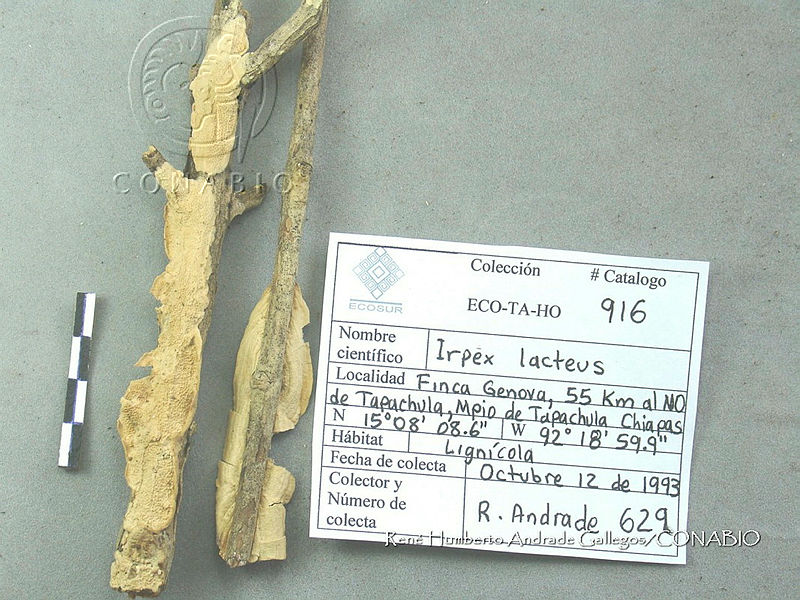 HC014%200291%20Irpex%20lacteus.jpg.iieFlYv0MY3jXSVhQA3g0JtbmFja29CbnFuZ3NAbXJ6LGtwZwA.Licde94Ln 