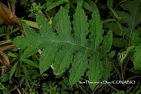 ZG014 0270 Cirsium subcoriaseum.jpg