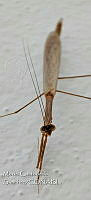 MCS IM0203 Bistanta.jpg