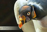 14_ARS00403 Sarcoramphus papa_21.jpg