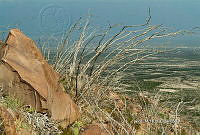 3R 01277 Fouquieria splendens.jpg