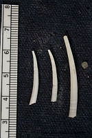 KT014 0143 Tesseracme tesseragona.JPG
