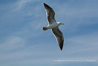 IMDOC3484 Larus livens.jpg