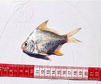 JMHS0012 Diapterus rhombeus.jpg