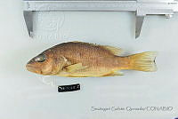 SGQ1386 Lutjanus novemfasciatus.jpg