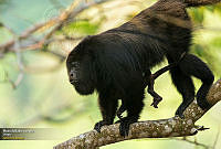 03_CHIS_fotografias%2Ffauna%2Fadulto%2F2016-02-24_153556_6302.jpg