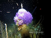 NE018 0909 Clavelina puertosecensis.jpg