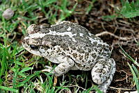 ALM006 Incilius occidentalis.jpg