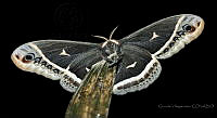 GVI01 Hyalophora sp..jpg