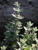 PTL1643 Mentha rotundifolia.jpg