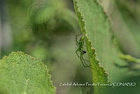 ZAPF0504 Peucetia viridans.jpg