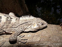 NLL0061 Ctenosaura similis.jpg