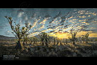 VNN6 032 Sotolies al amanecer.jpg