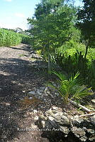 SG019 0248 Carica, cocus, zea mays.jpg