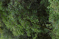 VWS&YRA0057 Clusia salvinii.jpg