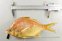 RQTG1389 Diapterus peruvianus.jpg