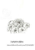 MARL0411 Lophophora diffusa.jpg