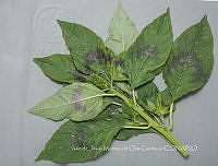 IMDOC4453 Amaranthus hybridus.jpg