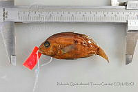 RQTG1138 Herichthys carpintis.jpg