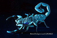 MN6PG0407 Centruroides gracilis.jpg