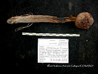 HC014 0090 Strobilomyces floccosus.jpg