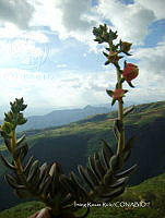 IRR 0383 Echeveria.jpg