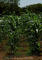 FBA0839 Zea mays.jpg