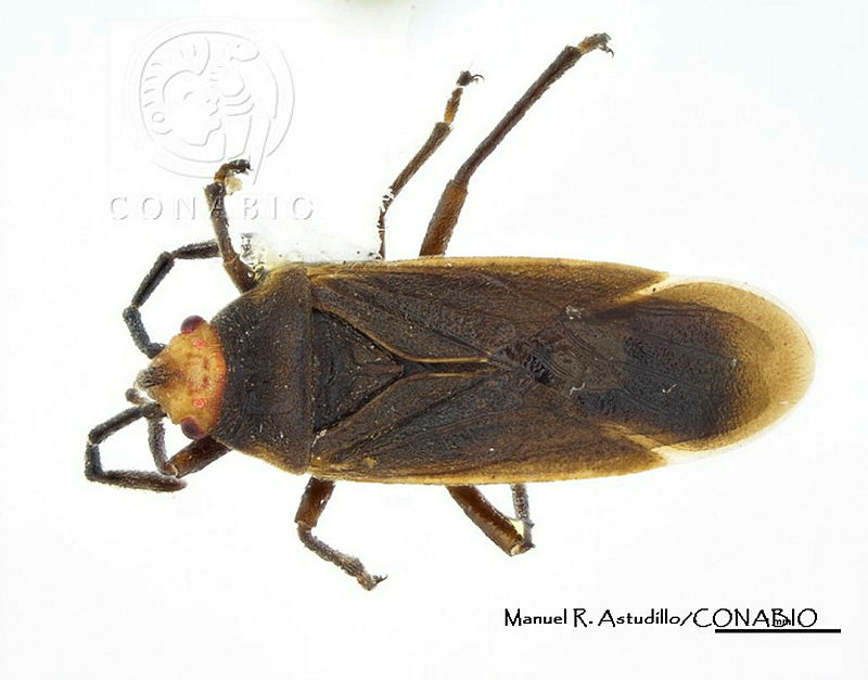 MRA0002%20Acroleucus%20tensus.JPG.rSffwYX0MZHRd FhQA3g0JtbmFja29CbnFuZ3NAbXJ6LGtwZwA.QnHAhFY7TG