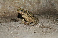 GMGK 004 Rhinella horribilis.tif