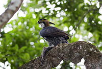 JHC0179 Spizaetus ornatus.jpg