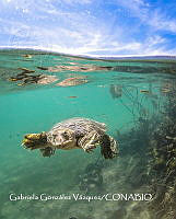 MN6FS 0111 Apalone spinifera .jpg