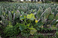 IMDOC4254 Opuntia sp..jpg