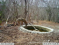 MAGB 0087 Canis latrans.JPG