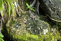 CHH0087 Basiliscus vittatus.jpg