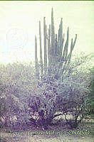 FGM2522 México.JPG