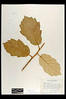 101804 Quercus mcvaughii.jpg