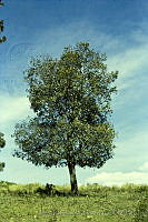 1868 Quercus laurina.jpg