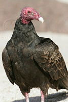 CNS0202 Cathartes aura.jpg