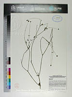 JAdNV0241 Bidens pilosa.JPG