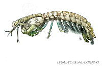 UNAM_FC-SISAL-0105 Neogonodactylus oerstedii.jpg