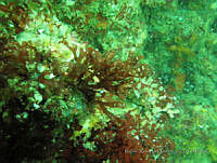 RRR0061 Sarcodiotheca dichotoma.JPG