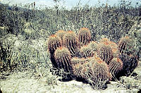 3189 Cactaceae.jpg