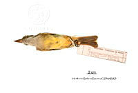 ME006 Aves 0676 Myiarchus tuberculifer.jpg